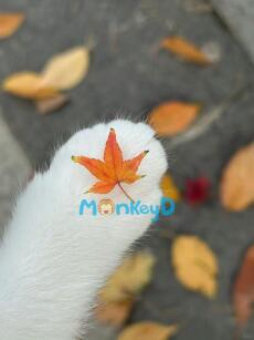 GẦN ĐẾN KỲ THI ĐẠI HỌC, TÔI BỖNG TRỞ THÀNH HỌC SINH GIỎI