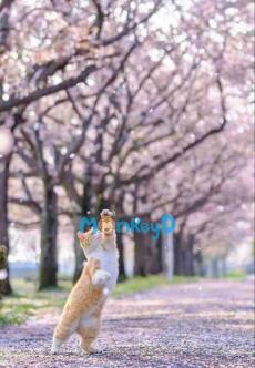 KHI GIÓ XUÂN VÌ TÔI MÀ ĐẾN