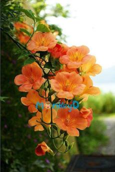 TÔI KHÔNG YÊU BÁC SĨ PHÓ NỮA