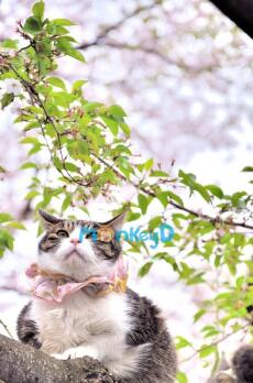 Sau Khi Xuyên Vào Tiểu Thuyết Đam Mỹ, Tôi Thành "Bảo Kê" Cho Nam Chính Nhân Ngư