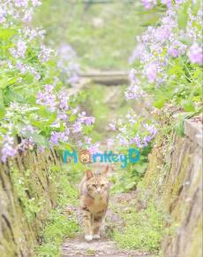 Thân Là Tu Sĩ Hợp Hoan Tông, Ta Lại Bị Linh Sủng "Ăn Thịt".