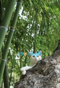 Xuyên Thành Nữ Phụ, Tôi Lỡ Yêu Nam Chính Mất Rồi