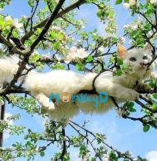 Xuyên Thành Bạn Thân Của Nữ Phụ Độc Ác