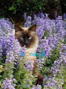 Xuyên Thành Nữ Phụ Độc Ác, Tôi Quyết Định 