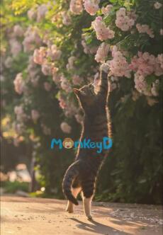 Cứu Rỗi Nam Thần Bằng Bát Quái Và Hạt Dưa.