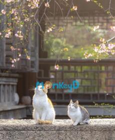 Xuyên Thành Bạn Cùng Bàn Của Nam Chính Công Trong Truyện Đam Mỹ