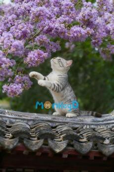 Xuyên Thành Bạch Nguyệt Quang Của Nam Chính Âm Trầm Trong Truyện Xuyên Sách