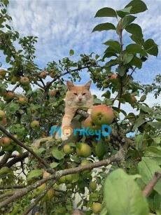 Xuyên Vào Cuốn Tiểu Thuyết Mình Yêu Thích Nhất, Ta Nỗ Lực Cứu Lấy Nam Phụ Phản Diện