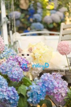 Hoa Hồng Trắng Và Xích Vàng