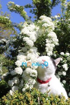 Thiên Kim Giả Đào Hôn Rồi