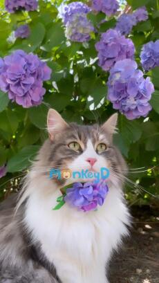 Xuyên Thành Nữ Phụ Độc Ác Trong Cuốn Tiểu Thuyết Do Chính Mình Viết