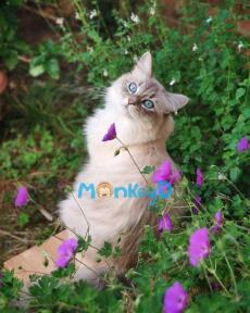 Mau Xuyên: Đại Lão Biến Thái Đều Sủng Tôi