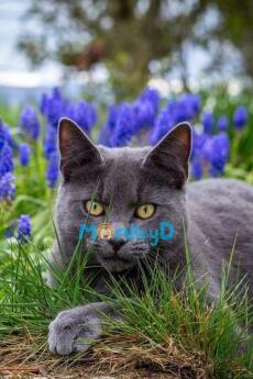 Nhặt Được Một Tiểu Hồ Ly